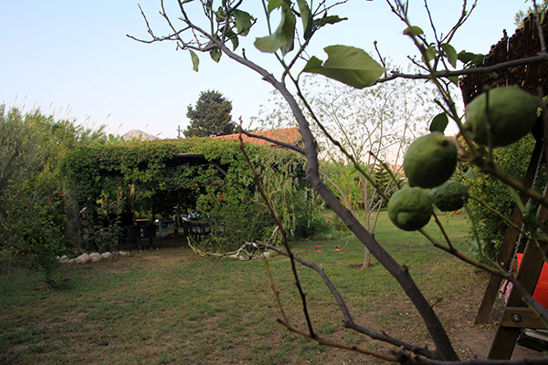 Limon, Muz, Portakal, Mandalina, Kumkat, Üzüm, Dut, Şeftali, Nar, Zeytin ve bir çok ağaç bulunan bahçemizden görüntüler...