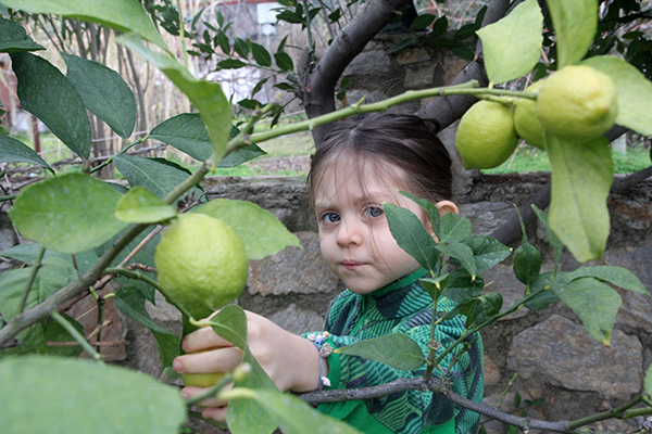 Limon, Muz, Portakal, Mandalina, Kumkat, Üzüm, Dut, Şeftali, Nar, Zeytin ve bir çok ağaç bulunan bahçemizden görüntüler...